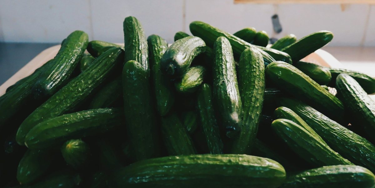 Fresh green cucumbers