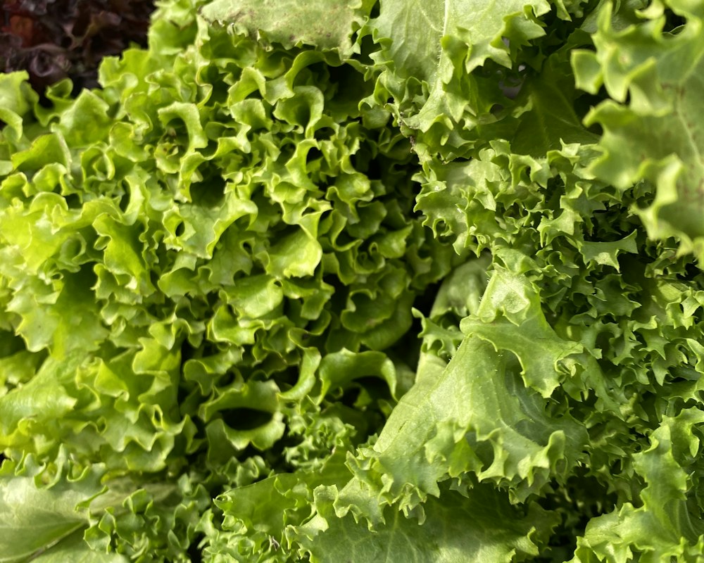 Fresh lettuce