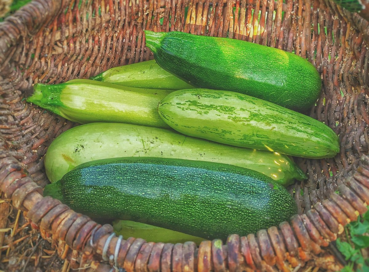 Fresh green zucchini (baby marrow)